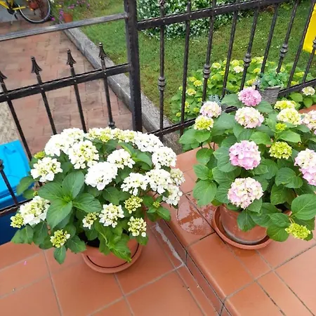 Appartman Iva * Porec