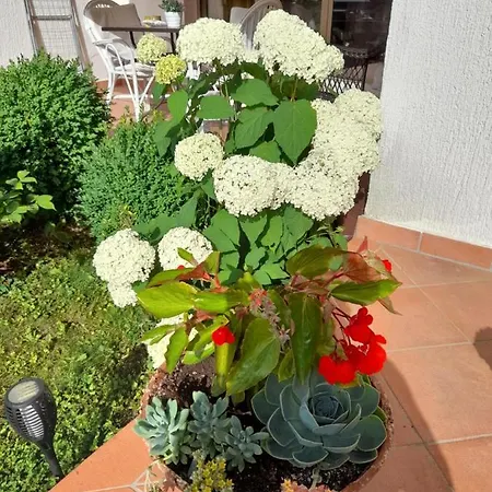 Appartman Iva Apartman Porec